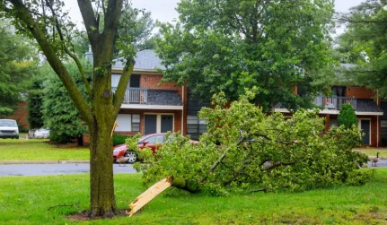 Home Emergency Tree Removal